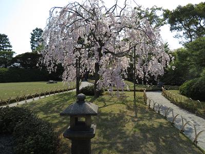 灯籠と里桜