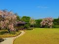 桃山の庭の里桜2