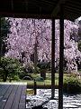 楽水軒から見た里桜