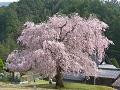 参道の枝垂桜