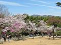 亀山公園の満開の桜