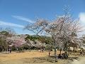 亀山公園の満開の桜2