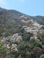 展望台から眺める嵐山の桜