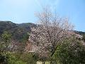散り始めの山桜
