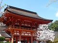 賀茂桜と楼門