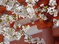 賀茂桜のアップ