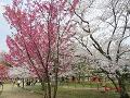 陽光桜とソメイヨシノ