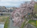 正面橋付近の枝垂桜