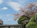 団栗橋と桜