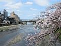 団栗橋から見る桜と鴨川