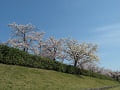 見上げる満開の桜と青空