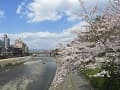 団栗橋付近の桜