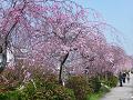 四条河原の咲き始めの八重紅枝垂桜