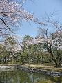 放生池と桜2