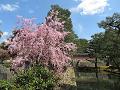 洗鉢池と八重紅枝垂桜2