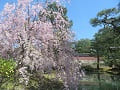 満開の八重紅枝垂桜