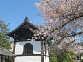 鐘楼と桜