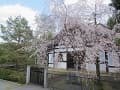 浴室前の枝垂桜