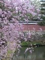 八重紅枝垂桜と洗鉢池