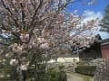 満開の八重桜