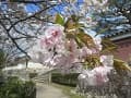 八重桜のアップ