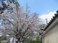 八重桜と築地塀
