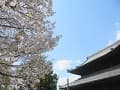 八重桜と法堂