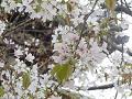 北野桜のアップ3