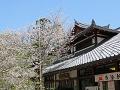 北野桜と社務所2
