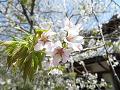 北野桜のアップ4