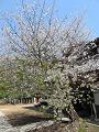 北野桜と青空