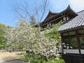 北野桜と社務所