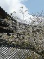 北野桜と屋根