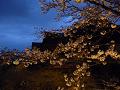 夜桜と清水の舞台