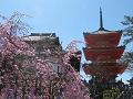 三重塔と紅枝垂桜2