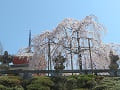 見上げる枝垂桜と西門