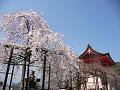 仁王門と枝垂桜
