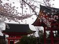 桜と仁王門