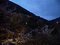境内の夜桜