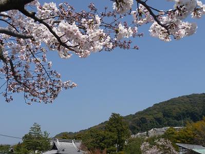 駐車場の桜と東山