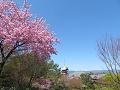 境内北西の早咲きの桜