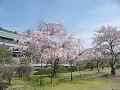 枝垂桜と京都国際会館