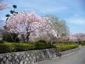 遊歩道の枝垂桜