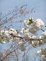 真っ白な八重桜