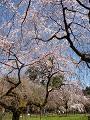 青空と糸桜2