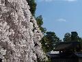 京都御所の門と糸桜2