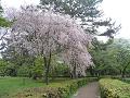 満開の遅咲きの糸桜