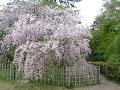 満開の遅咲きの糸桜2