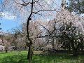 青空と糸桜2