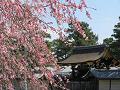 京都御所の門と糸桜3